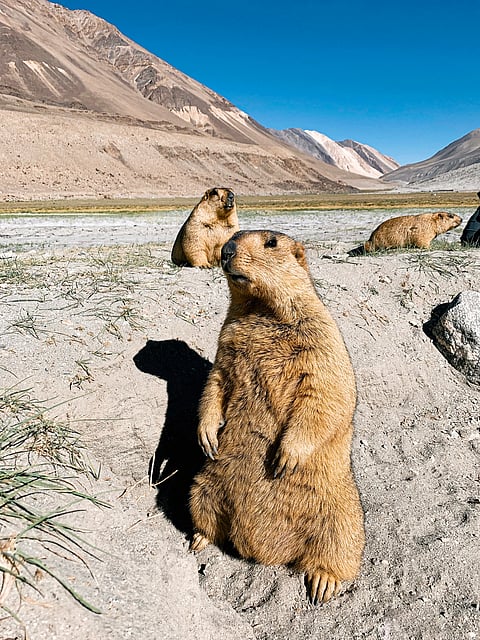 Himalayan marmot on the way to Pangong Lake in Ladakh
