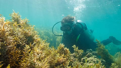 Abu Dhabi's coastal waters are rich with marine life