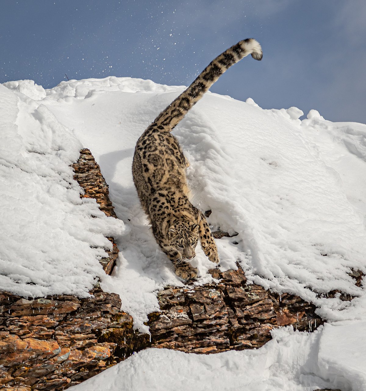 Shutterstock : A snow leopard in its habitat around Hemis National Park