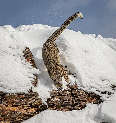 Shutterstock : A snow leopard in its habitat around Hemis National Park