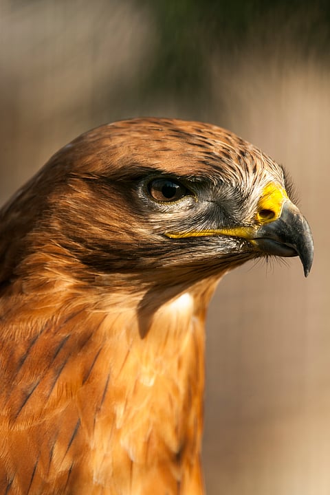 A golden eagle