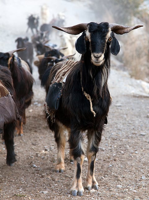 A Tibetan argali looks into the camera