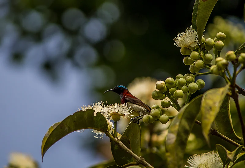 A sunbird in Sakleshpur