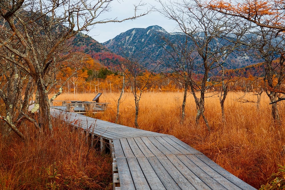 Shutterstock : Autumn scenery of Senjogahara, a preserved wetland in Nikko National Park