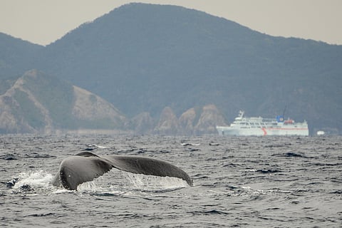 A humpback whale at Keramashoto National Park