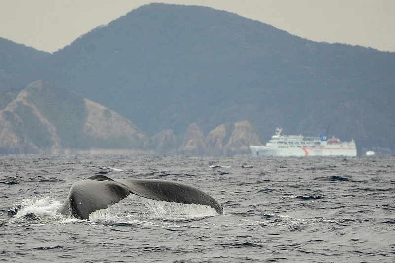 A humpback whale at Keramashoto National Park