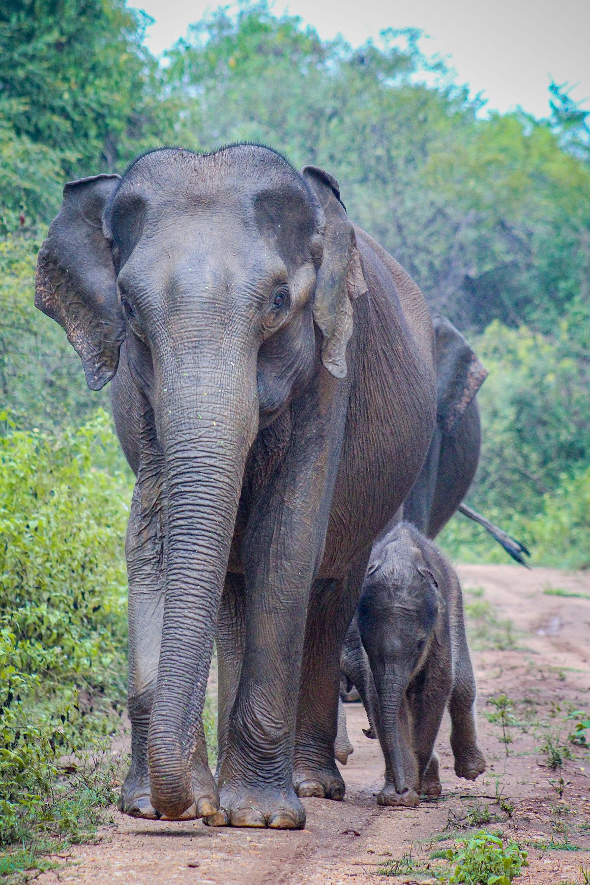 Shutterstock : Asian elephants in their habitat