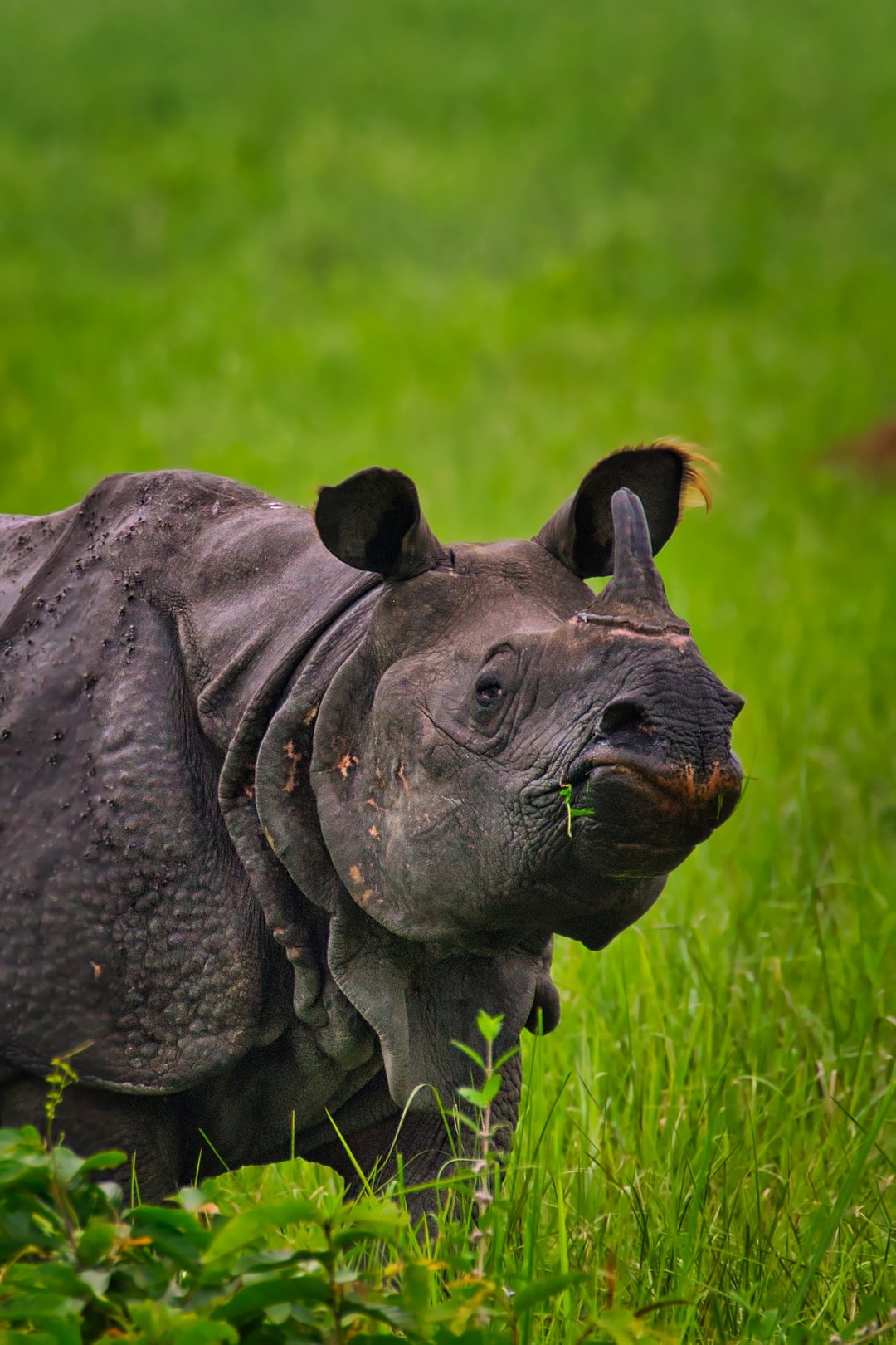 A One-Horned Rhinoceros in its habitat