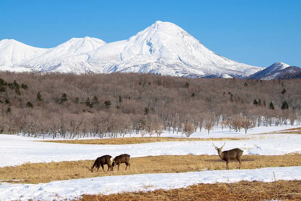 Ezo deers in Shiretoko National Park