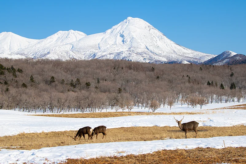 Ezo deers in Shiretoko National Park