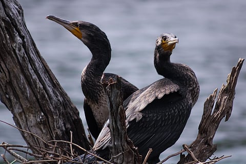 A shot of Cormorants from Periyar Tiger Reserve