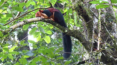 A glimpse into the fauna of Gavi