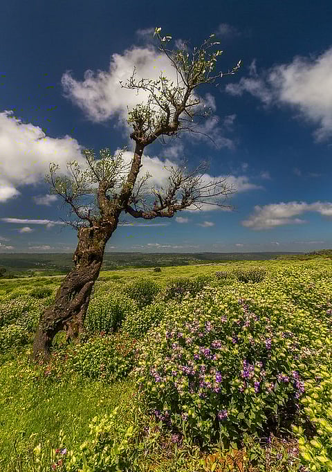 Kaas Pathar showing off blooming Karvi