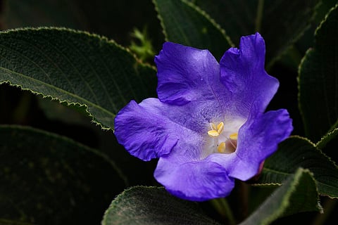 The Western Ghats are awash with the colour of the karvi blooms