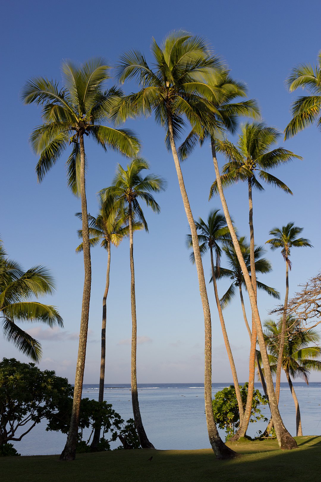 Palm trees on the Coral Coast, Fiji