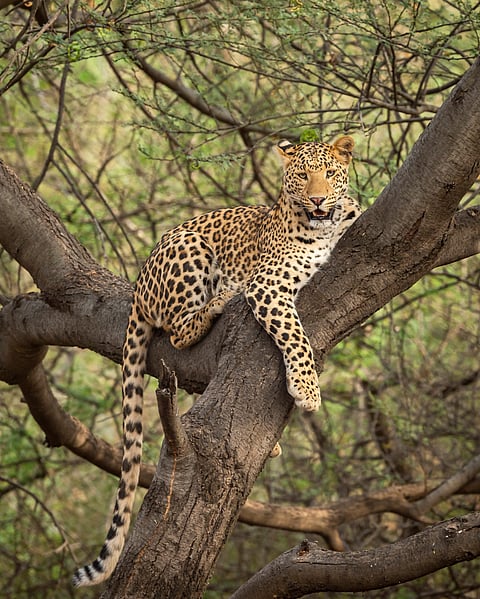 An Indian Leopard watches from a tree