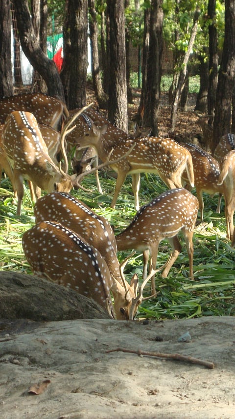 Deers at Malsi Deer Park