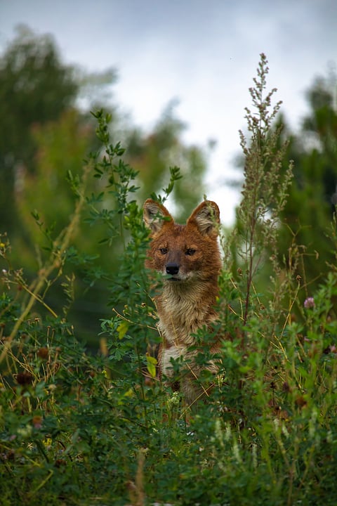 A portrait of an Indian Wild Dog 