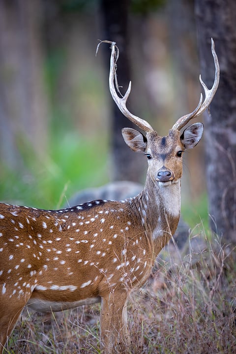 A portrait of a Spotted Deer