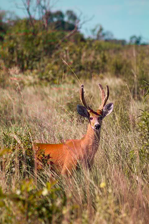 A Swamp Deer in its terrain