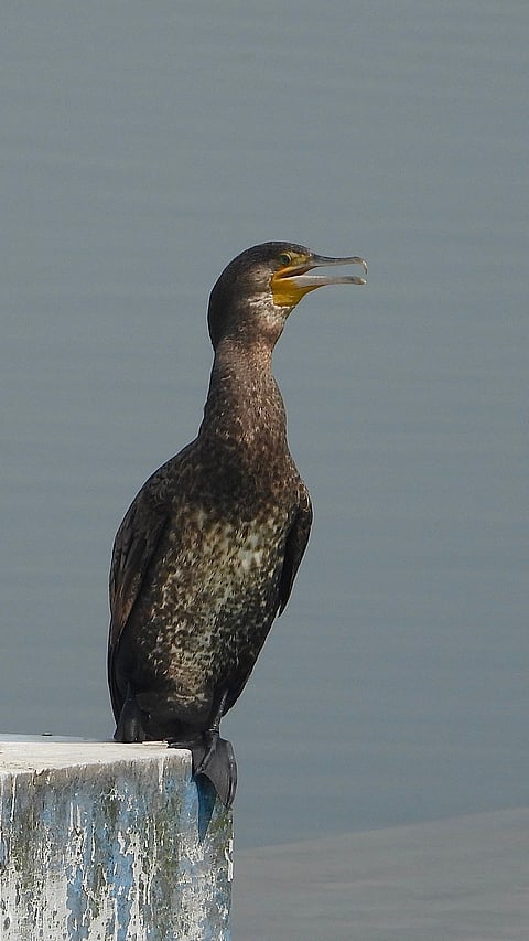 The Cormorant of Asan barrage