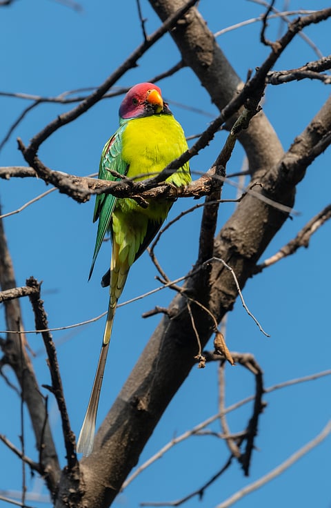 Plum-headed parakeet (Psittacula cyanocephala) Perched on tree at Rajaji National Park