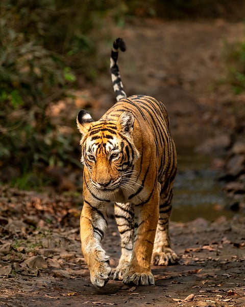 A Bengal Tiger on the prowl
