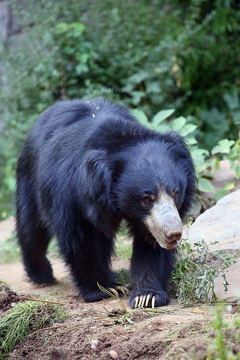 A Sloth Bear forages for food