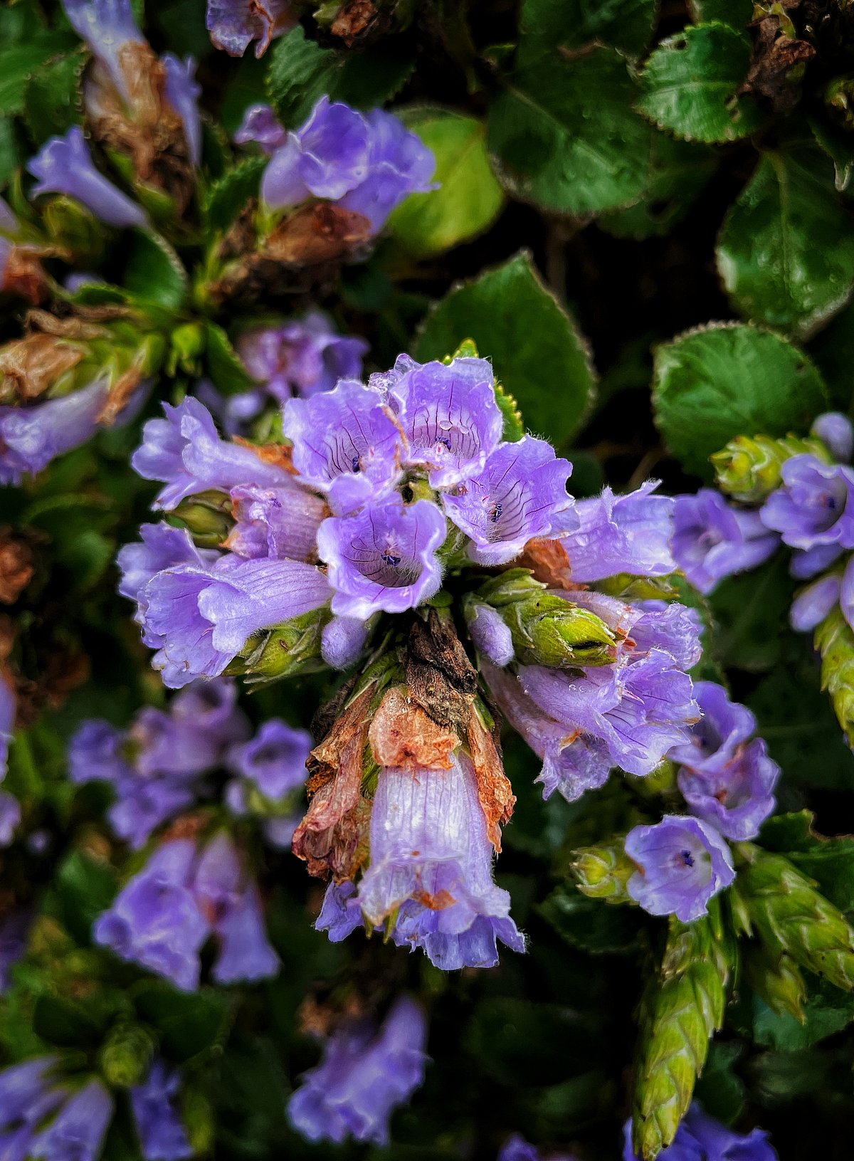 Shutterstock : A beautiful shot of Neelakurinji 