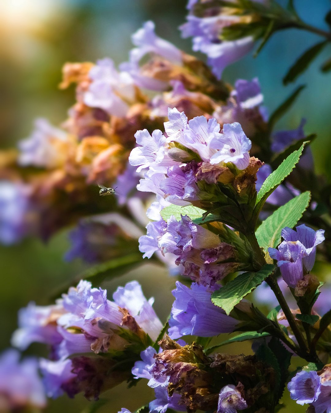 The magnificent Neelakurinji