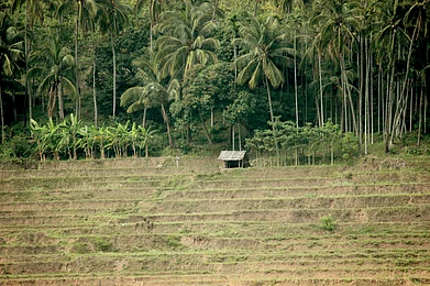 Willbert Vimal Raj/Shutterstock : Theni district is a lush green paradise in Tamil Nadu state