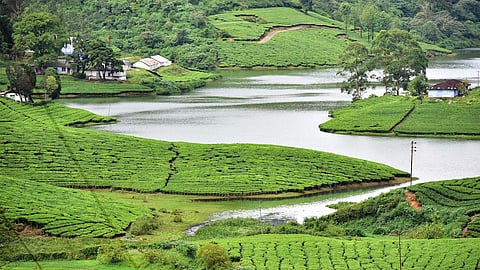 The stunning greenery of Meghamalai mesmerises visitors