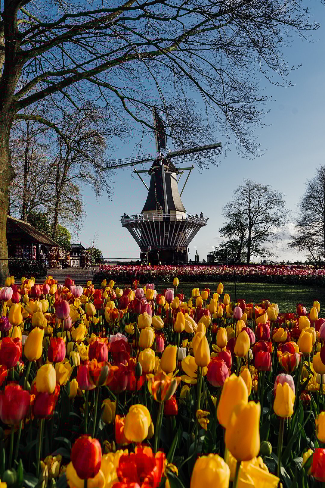 A look at the beautiful Keukenhof, Netherlands