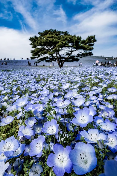 Shutterstock : The wonder of Hitachi Seaside Park, Japan