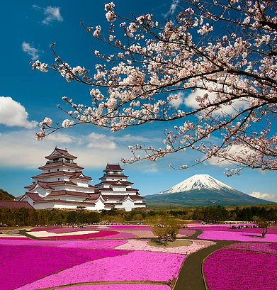 Shutterstock : A view of the Fuji Shibazakura, Japan