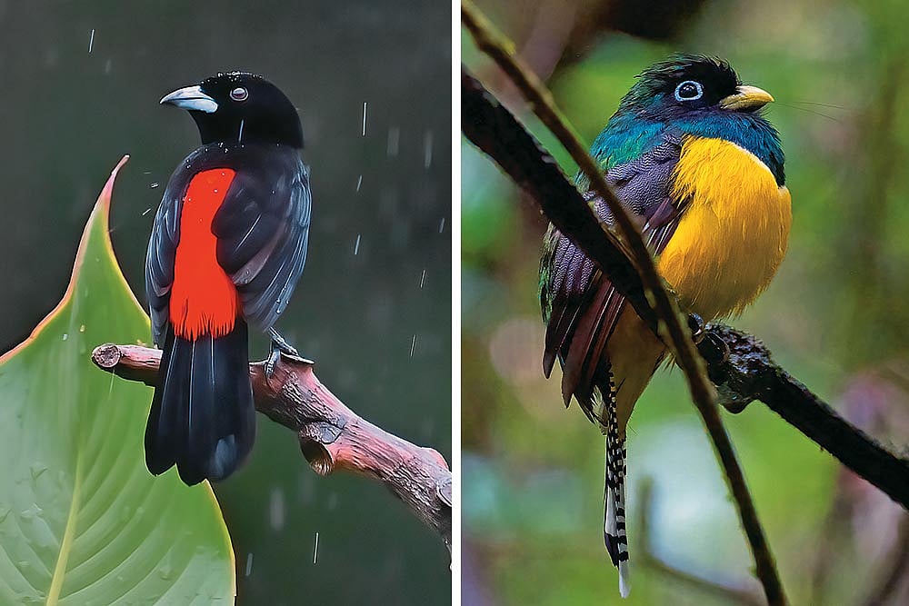 Left and Right: Scarlet-rumped tanager 
and blackthroated trogon
