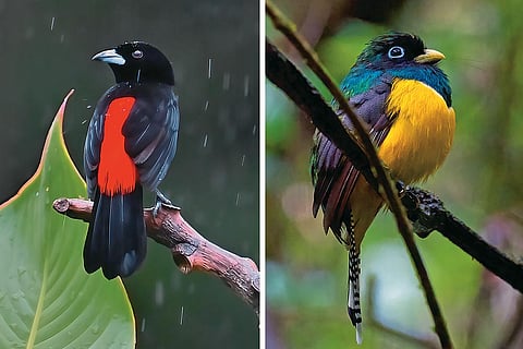 Left and Right: Scarlet-rumped tanager 
and blackthroated trogon