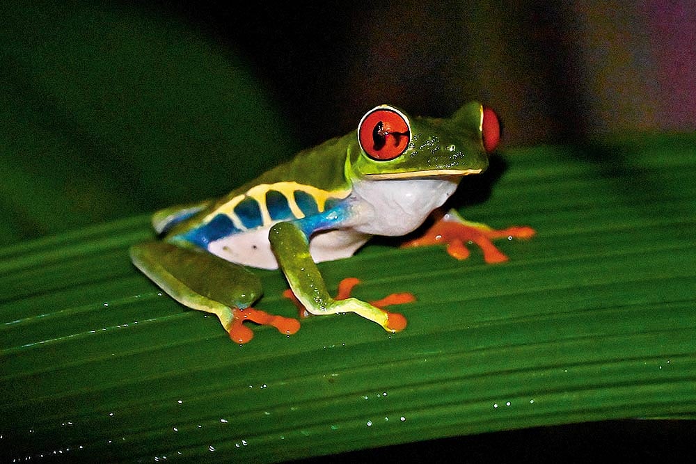 A red-eyed tree frog