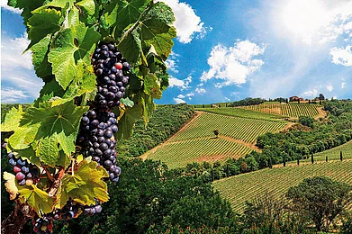 Photo: Shutterstock : Sangiovese is the most renowned Tuscan red grape variety