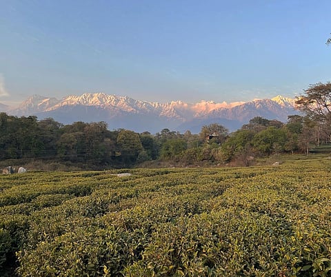 Established in 1857, the tea estate has a rich history of producing some of the finest teas in the region