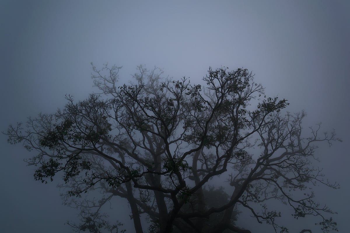 Lambasingi is the only location in South India where you can experience a cold, foggy climate