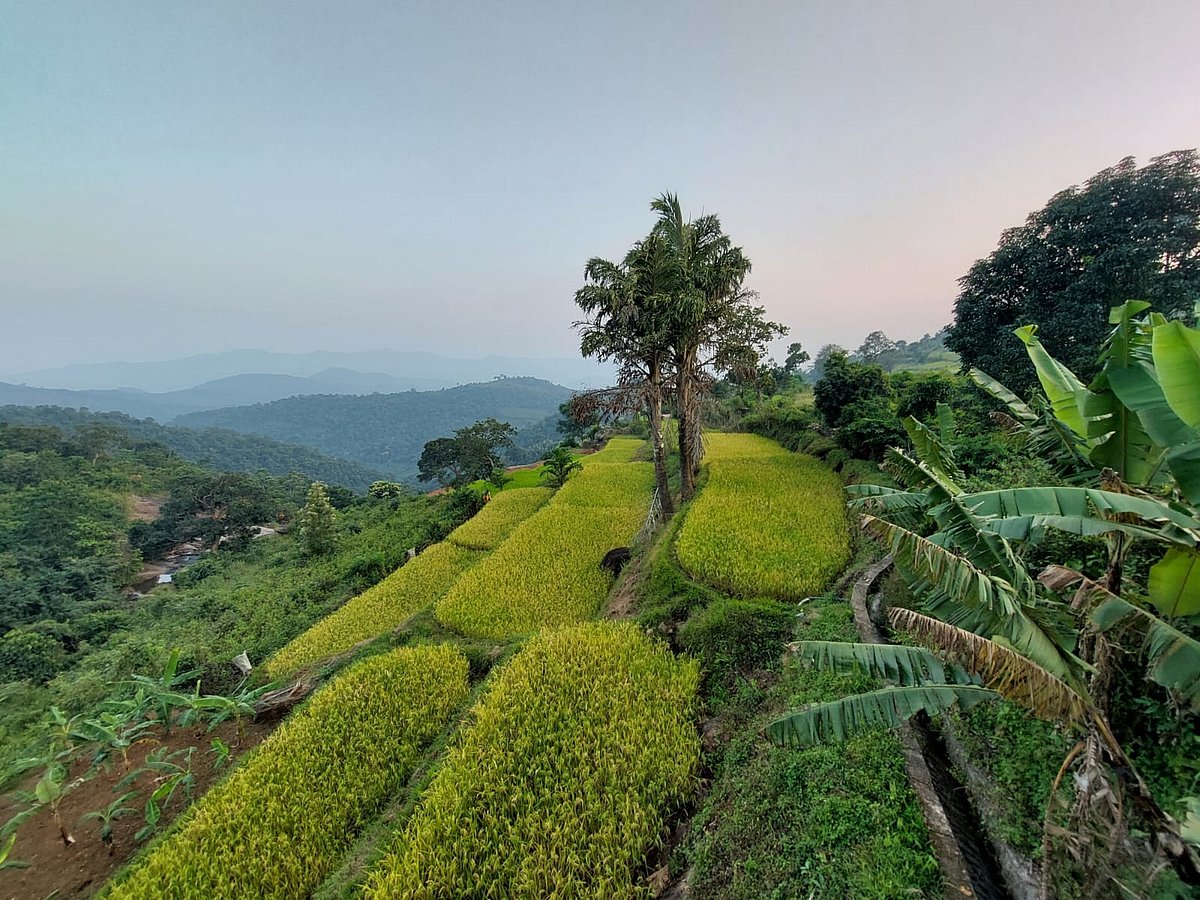 Araku Valley is particularly well-known for its organic coffee