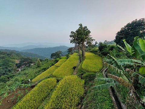Araku Valley is particularly well-known for its organic coffee