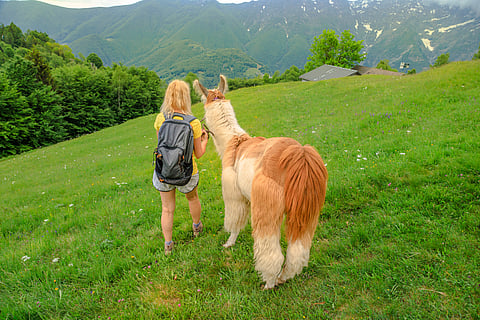 Explore the Centovalli with llamas