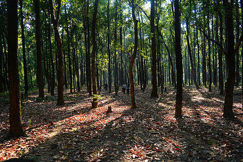 A path through a forest in Raimatang