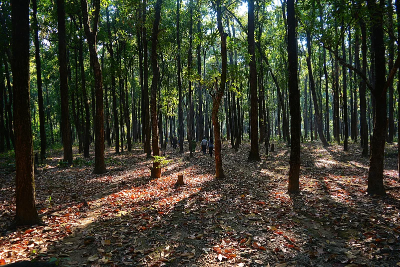 A path through a forest in Raimatang