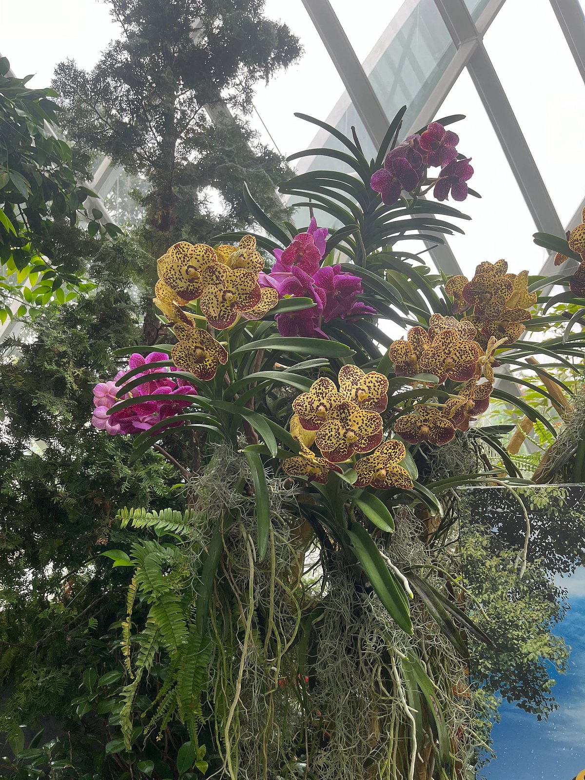 Orchids at Cloudforest Conservatory