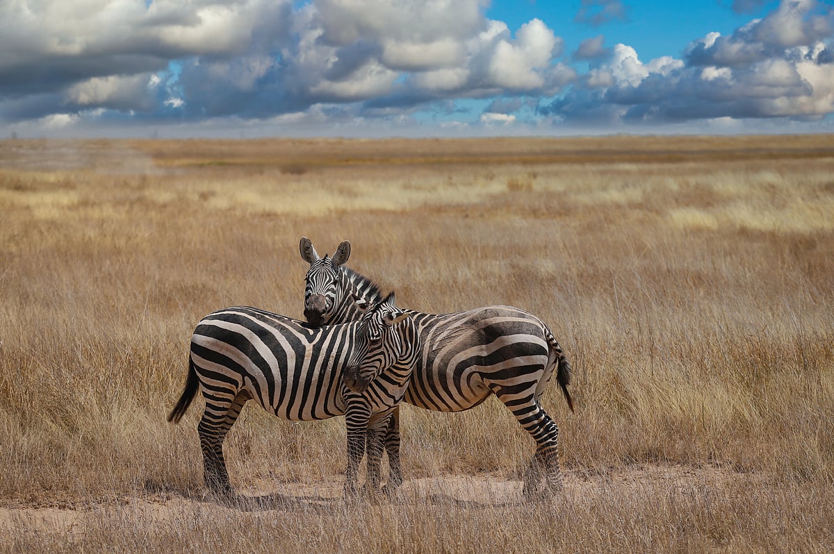 Koushik Chatterjee : The African plain zebra, with its striking black-and-white stripes, presents a challenge in swift identification due to the presence of other species like Grevy’s and Mountain zebras in Kenya. In this perilous ecosystem, where life and death engage in a relentless dance, these zebras exhibit profound social bonds, their unity a testament to survival. Observing a zebra comforting its mate in the boundless savannah, I witnessed a moment of serene intimacy. The scene, reminiscent of a painting, encapsulated the poignant beauty of life’s fleeting connections in the wild