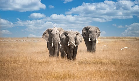 The African bush elephants, colossal titans, reign supreme in Amboseli Park, their sheer size and majesty commanding the landscape. The image of three elephants, with the alpha male towering from behind, advancing purposefully toward me, was a moment of unparalleled grandeur. The scene, framed by an ethereal blue sky and the golden savannah grasses, was a masterpiece of nature's palette. The elegance was further enhanced by a few herons in graceful flight, creating a frame so rich and vivid that it demanded to be immortalized.