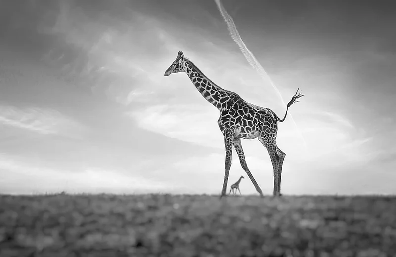 The Masai giraffe, gracing the savannahs of East Africa, is distinguished by its vast habitat and towering presence. Differentiating it from the reticulated and Rothschild giraffes proves challenging due to their similar, intricate body patterns. I was extraordinarily fortunate to capture a moment of sublime synchronicity: a Masai giraffe advancing while another drifted past at a distance. The intersecting of their legs created an extraordinary visual tableau, a striking feat of wildlife photography highlighting the serendipity and beauty inherent in natures choreography.